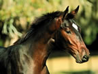 chevaux_003_jpg