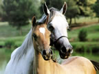 chevaux_007_jpg