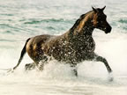 Cliquez ici pour acceder à la galerie "CHEVAUX"