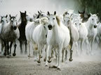chevaux_009_jpg