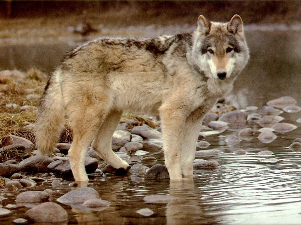 Cliquez ici pour voir la photo à la taille réelle...