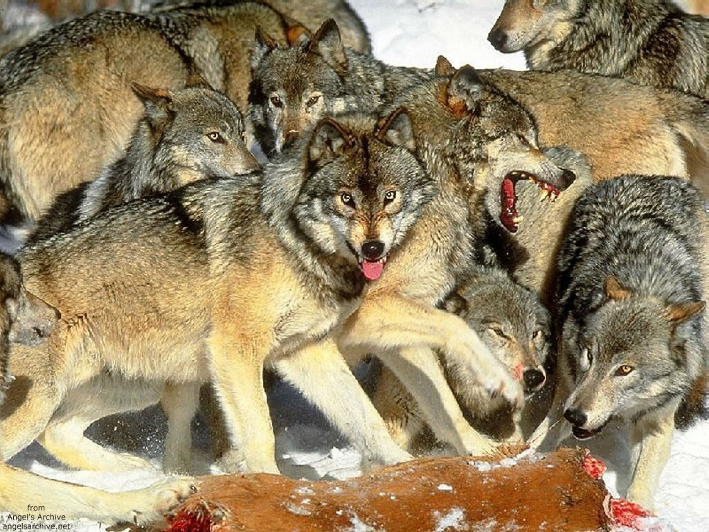 Cliquez ici pour voir la photo à la taille réelle...