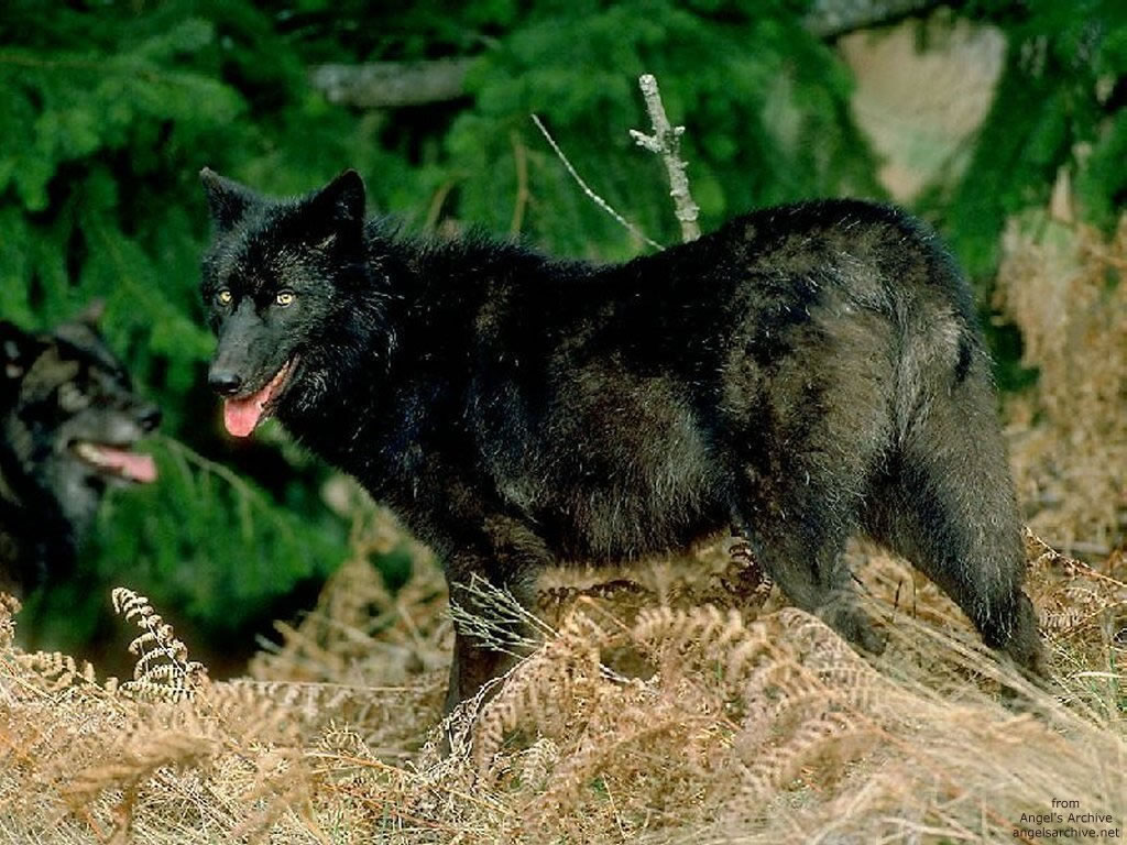 Cliquez ici pour voir la photo à la taille réelle...