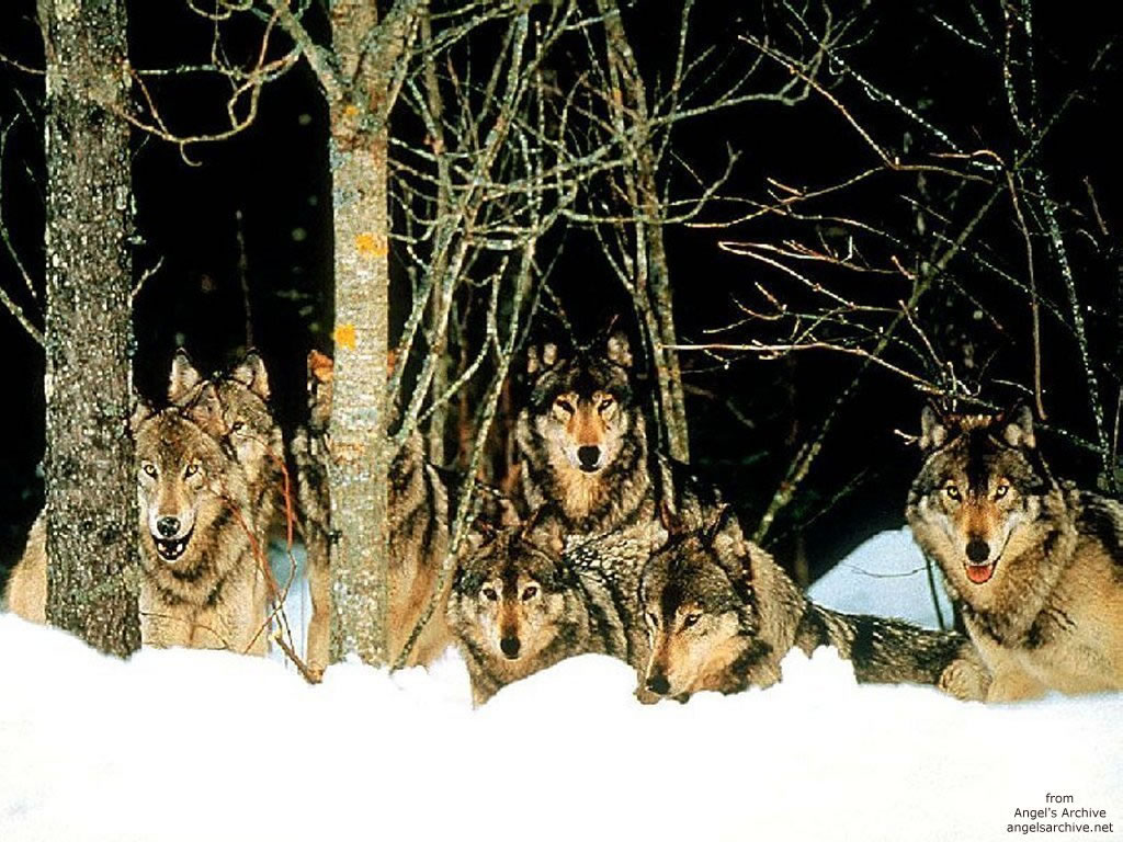 Cliquez ici pour voir la photo à la taille réelle...