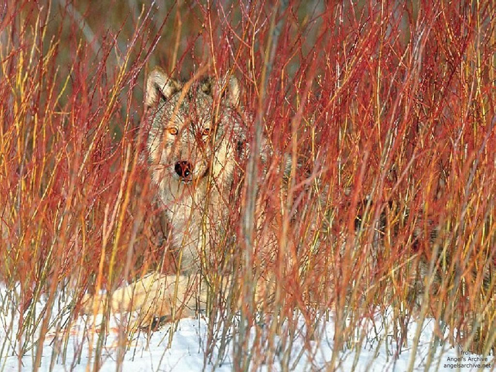 Cliquez ici pour voir la photo à la taille réelle...