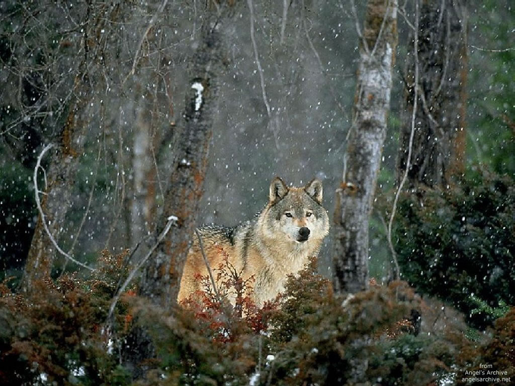 Cliquez ici pour voir la photo à la taille réelle...
