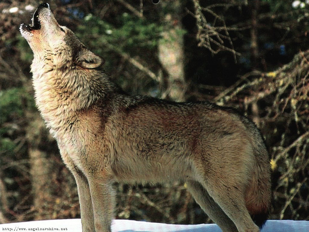 Cliquez ici pour voir la photo à la taille réelle...