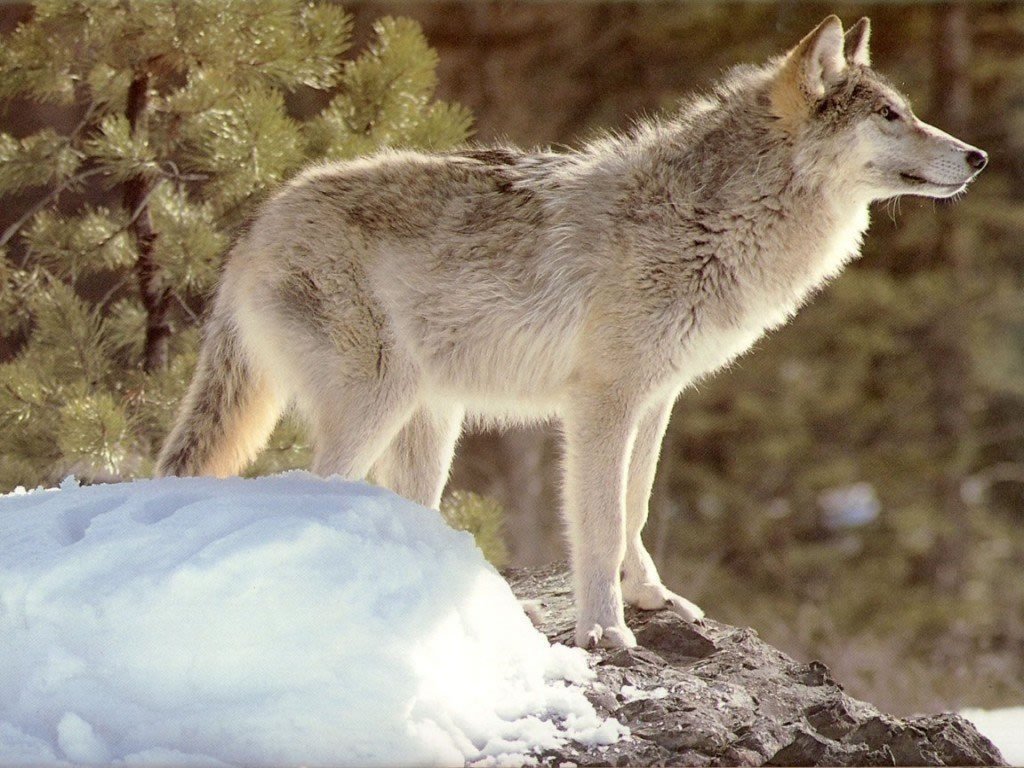 Cliquez ici pour voir la photo à la taille réelle...