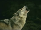 loups_003_jpg