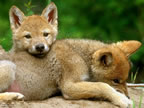loups_008_jpg
