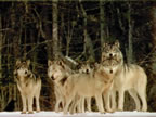 Cliquez ici pour visualiser la photo...