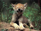 loups_038_jpg
