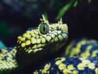serpents_002_jpg