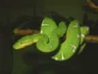 serpents_004_jpg