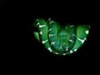 serpents_008_jpg